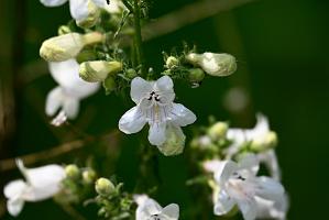 2025-06138915 Tower Hill Botanic Garden, MA